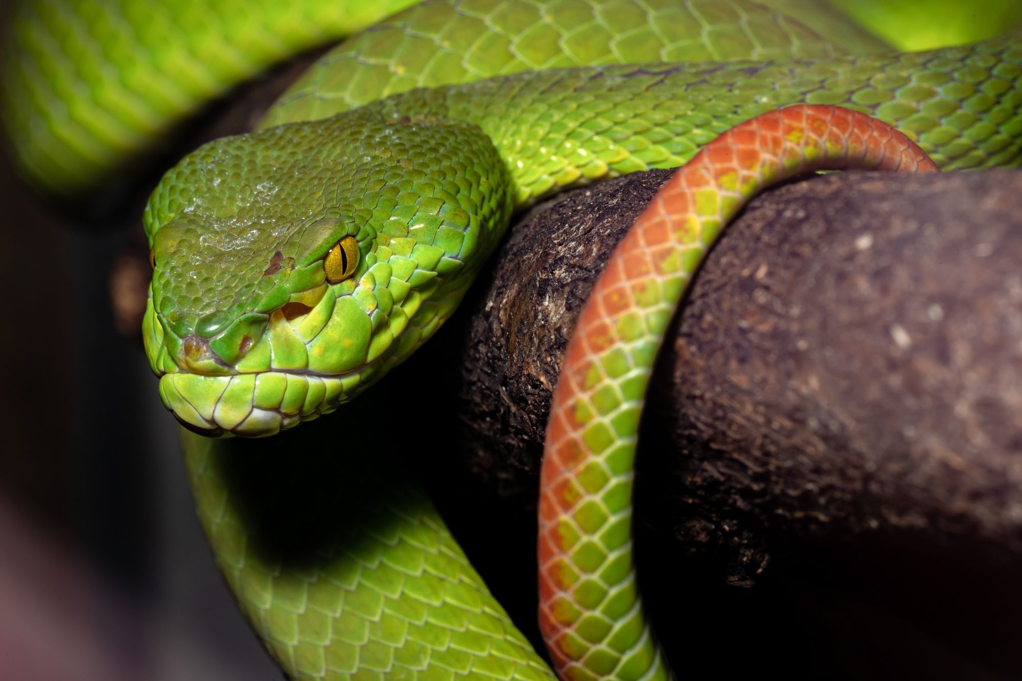 Что любят змеи. Какие цвета любит змея 2025 года. Какой цвет любит змея 2025.